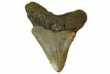 Bargain, Juvenile Megalodon Tooth - North Carolina #172643-1